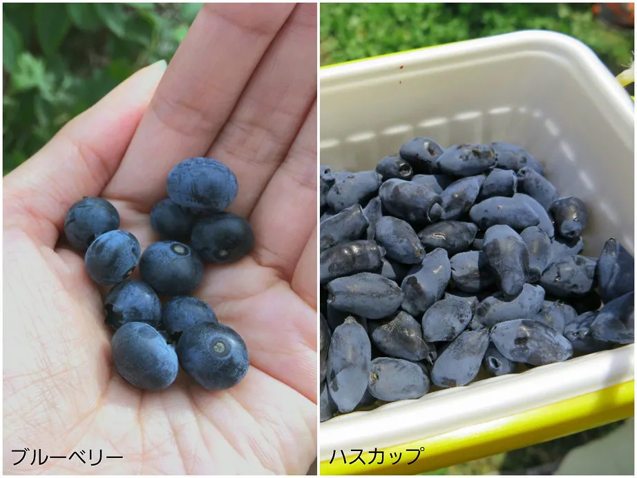 TVでも話題の抗酸化性分 アントアシニン その成分をブルーベリーの約10倍含有 北海道のパワーを美味しく味わえるジャム ハスカップの果実を濃縮  ハスカップジャム 1本入 ふるさと納税